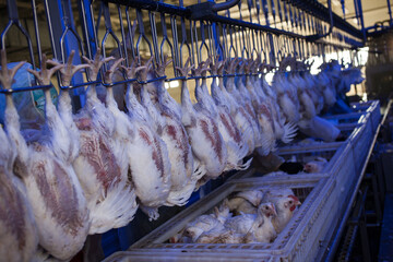Conveyor with broiler chickens on the production line for chicken meat production. Food industry