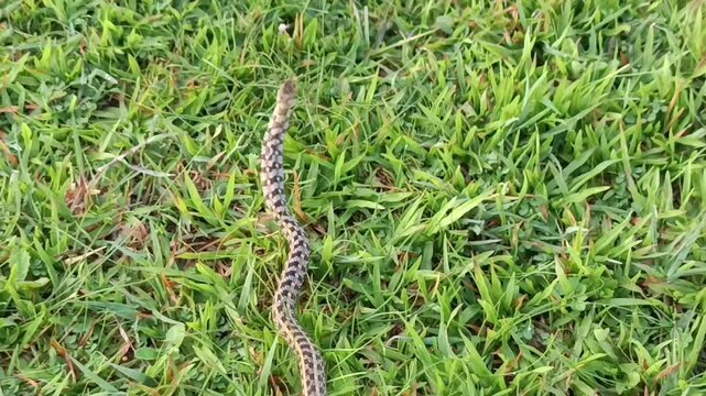 The snake in the image is likely a Buff-striped keelback (Amphiesma stolatum). This non-venomous snake is common in South and Southeast Asia and is known for the buff-colored stripes along its body. 