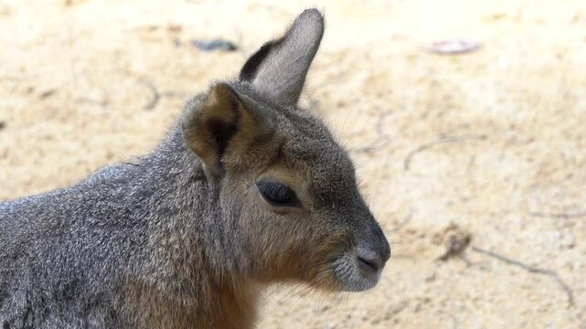 Patagonian Mara,mutual grooming