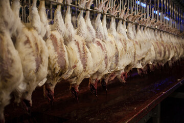 Conveyor with broiler chickens on the production line for chicken meat production. Food industry