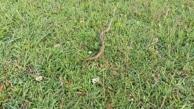 The snake in the image is likely a Buff-striped keelback (Amphiesma stolatum). This non-venomous snake is common in South and Southeast Asia and is known for the buff-colored stripes along its body. 