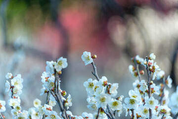 満開の白梅と春の訪れ