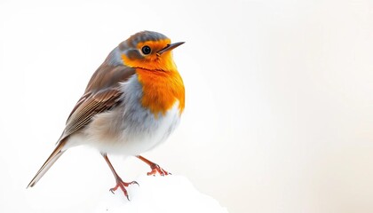 Fototapeta premium A vibrant European robin, Erithacus rubecula, perched on a white background, studio, branch