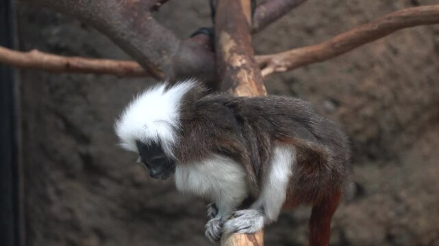 Cotton-top tamarin