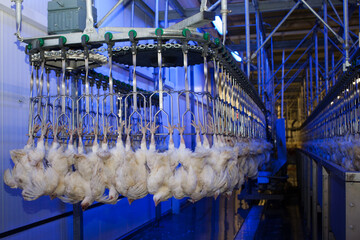 Conveyor with broiler chickens on the production line for chicken meat production. Blue lamps illuminate the food processing workshop