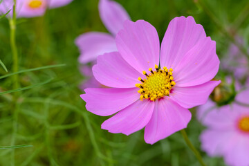 Obraz premium 一輪のピンクのコスモスと緑の背景