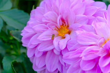 ミツバチとピンクのダリアの接写