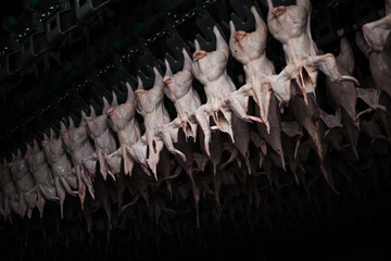 Refrigerator with broiler chicken meat. Conveyor with chicken meat products