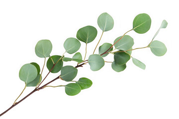 Eucalyptus branch with round leaves, green foliage, botanical illustration, nature element, herbal decoration, transparent overlay, isolated on transparent background