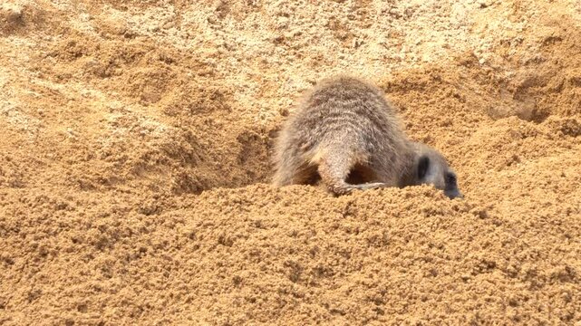 A meerkat, also known as a suricate (Suricata suricatta), digs a hole and pops out.