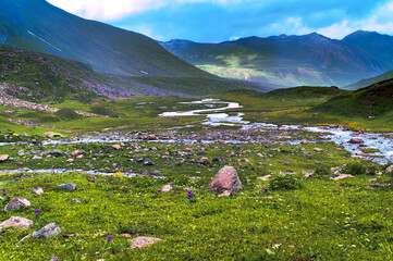 Mountain landscape in the mountains. Panoramic view of Sonmarg, Kashmir valley in the Himalayan region. Serene meadows, alpine trees, wildflowers on the trails of The Great Lake of Kashmir Trek, 2022.