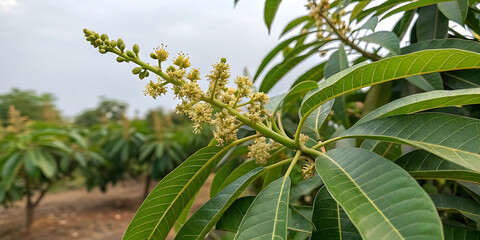 green mangos plant