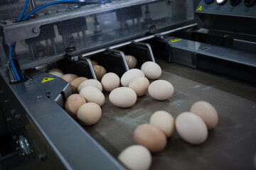 Egg sorting machine. Egg conveyor on food production line. Farm products