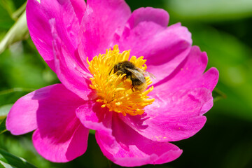 シャクヤクの花にとまるマルハナバチの接写