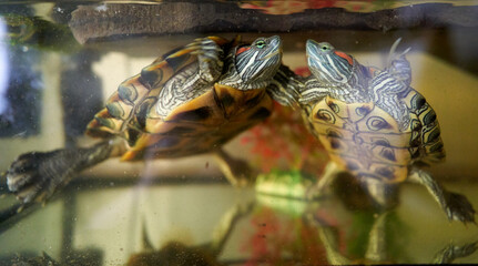 red eared slider turtle pet