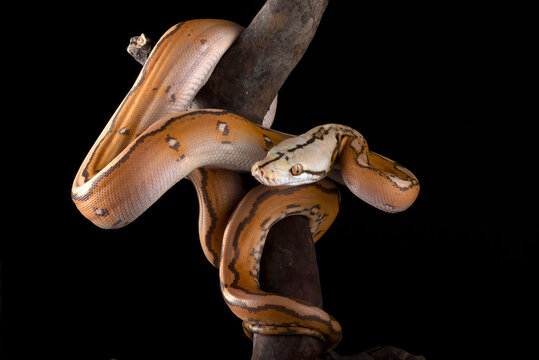 Tiger head albino python on a black background	