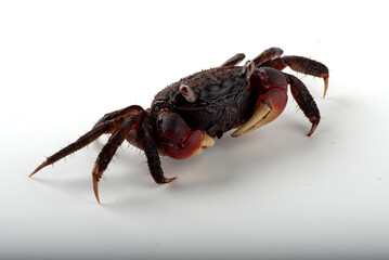 A crab is standing on a white background. The crab is orange and red in color.