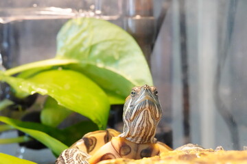 red eared slider turtle pet