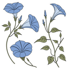 Collection set of Morning Glory, In different perspectives