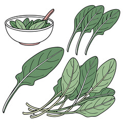 Collection set of Sorrel leaves, In different perspectives