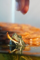 feeding red-eared slider 