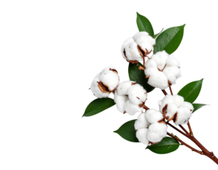 Cotton boll branch isolated on white background.