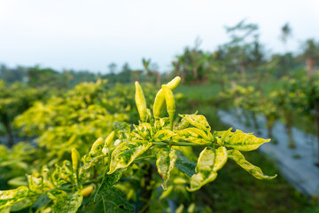 Close-up of ripe yellow chilies surrounded by green foliage, perfect for botanical illustrations or...