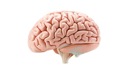 Human Brain Anatomy Side View Medical Illustration