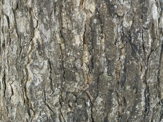 Close up of tree bark or wooden texture background 