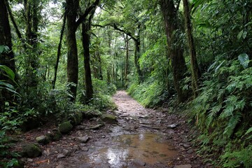 Fototapeta premium Hiking trail through the rainforest