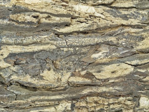Close up of tree bark or wooden texture background 