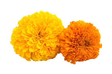 marigold flowers cempasuchil for day of the dead isolated on white background PNG,ai generated
