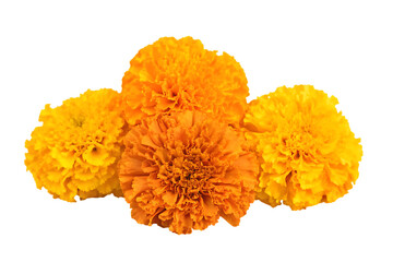 marigold flowers cempasuchil for day of the dead isolated on white background PNG,ai generated