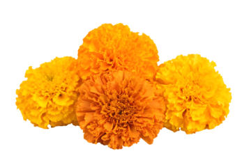 marigold flowers cempasuchil for day of the dead isolated on white background PNG,ai generated
