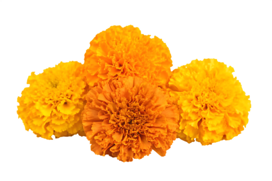 marigold flowers cempasuchil for day of the dead isolated on white background PNG,ai generated