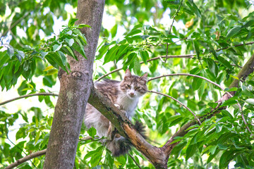 Stray cat stuck in a tree safe from dogs. Cat on tree branch. Animal. Waiting for help from the rescue team. Caring for pets
