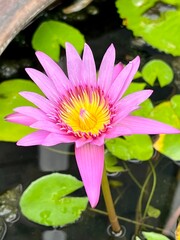 Pink lotus