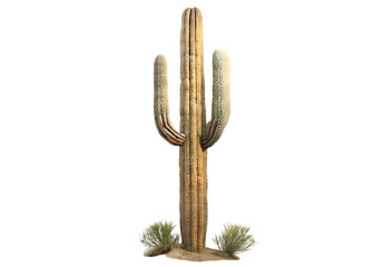 saguaro cactus isolated on white background PNG ,ai  generated