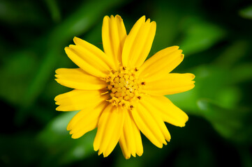 yellow flower in the garden