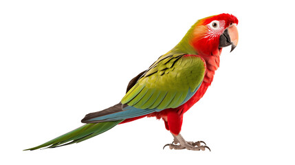 Obraz premium Vibrant Green-winged Macaw Parrot Isolated on transparent