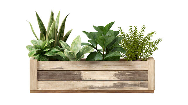 Assortment of lush green indoor plants in a rustic wooden planter on a transparent background