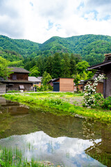 Obraz premium Shirakawa Village and Rice Fields
