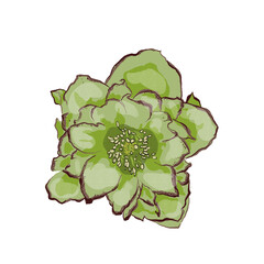 Obraz premium Hellebore