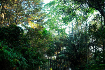 Lush Green Forest Canopy Sunlight Filtering Through Dense Trees