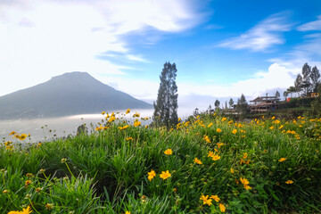 A scenic landscape with yellow wildflowers in the foreground, a mountain in the background, and a clear blue sky. The image captures a serene and natural atmosphere.