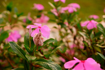 Vibrant Pink Flowers in Full Bloom A Close-Up View of Delicate Petals and Lush Greenery