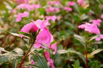 Vibrant Pink Flowers in Full Bloom A Close-Up View of Delicate Petals and Lush Greenery