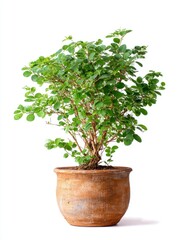 Lush Green Bonsai Tree in Terracotta Pot on White Background