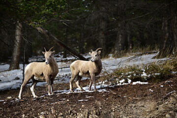 Bighorn sheep in the mountains, Canadian Rockies Mt. Canada, Alberta, Banff