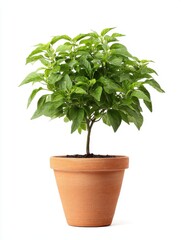 Obraz premium Lush Green Plant in Terracotta Pot Against White Background